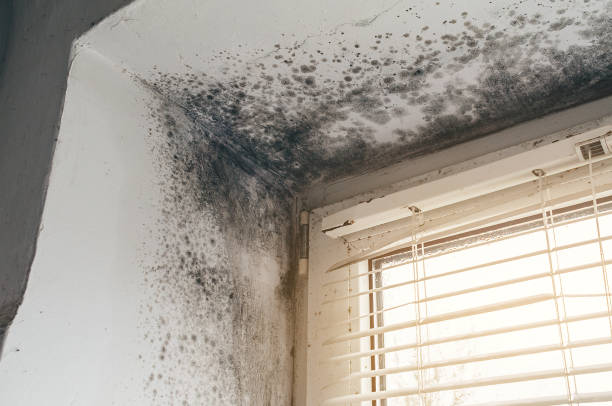 Affordable Bathroom Mold Removal solutions in Nutley, NJ